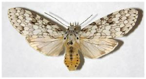  ( - 05-SRNP-57574)  @14 [ ] CreativeCommons - Attribution Non-Commercial Share-Alike (2005) Daniel H. Janzen Guanacaste Dry Forest Conservation Fund