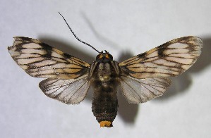  ( - 06-SRNP-58928)  @14 [ ] CreativeCommons - Attribution Non-Commercial Share-Alike (2007) Daniel H. Janzen Guanacaste Dry Forest Conservation Fund