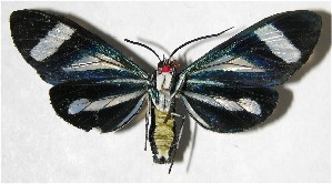  ( - 07-SRNP-3764)  @13 [ ] CreativeCommons - Attribution Non-Commercial Share-Alike (2008) Daniel H. Janzen Guanacaste Dry Forest Conservation Fund