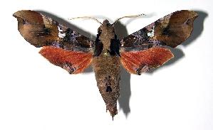  ( - 03-SRNP-25430)  @14 [ ] CreativeCommons - Attribution Non-Commercial Share-Alike (2004) Daniel H. Janzen Guanacaste Dry Forest Conservation Fund