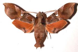  ( - 85-SRNP-400.3)  @14 [ ] CreativeCommons - Attribution Non-Commercial Share-Alike (2003) Daniel H. Janzen Guanacaste Dry Forest Conservation Fund