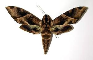  ( - 98-SRNP-12258)  @14 [ ] CreativeCommons - Attribution Non-Commercial Share-Alike (2004) Daniel H. Janzen Guanacaste Dry Forest Conservation Fund