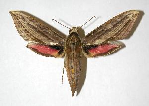  ( - 05-SRNP-31109)  @14 [ ] CreativeCommons - Attribution Non-Commercial Share-Alike (2007) Daniel H. Janzen Guanacaste Dry Forest Conservation Fund