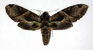  ( - 05-SRNP-31218)  @14 [ ] CreativeCommons - Attribution Non-Commercial Share-Alike (2006) Daniel H. Janzen Guanacaste Dry Forest Conservation Fund