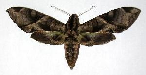  ( - 05-SRNP-31254)  @14 [ ] CreativeCommons - Attribution Non-Commercial Share-Alike (2006) Daniel H. Janzen Guanacaste Dry Forest Conservation Fund