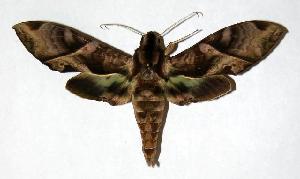  ( - 05-SRNP-31326)  @14 [ ] CreativeCommons - Attribution Non-Commercial Share-Alike (2006) Daniel H. Janzen Guanacaste Dry Forest Conservation Fund