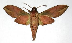  ( - 05-SRNP-31326)  @14 [ ] CreativeCommons - Attribution Non-Commercial Share-Alike (2006) Daniel H. Janzen Guanacaste Dry Forest Conservation Fund