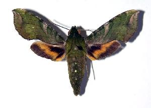  ( - 92-SRNP-893)  @14 [ ] CreativeCommons - Attribution Non-Commercial Share-Alike (2005) Daniel H. Janzen Guanacaste Dry Forest Conservation Fund