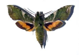  ( - 92-SRNP-895)  @14 [ ] CreativeCommons - Attribution Non-Commercial Share-Alike (2005) Daniel H. Janzen Guanacaste Dry Forest Conservation Fund