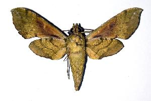  ( - 92-SRNP-897)  @14 [ ] CreativeCommons - Attribution Non-Commercial Share-Alike (2005) Daniel H. Janzen Guanacaste Dry Forest Conservation Fund