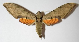  ( - 04-SRNP-35863)  @14 [ ] CreativeCommons - Attribution Non-Commercial Share-Alike (2013) Daniel H. Janzen Guanacaste Dry Forest Conservation Fund