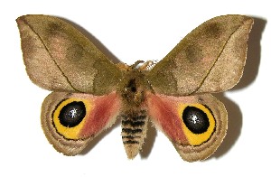  ( - 04-SRNP-60604)  @14 [ ] CreativeCommons - Attribution Non-Commercial Share-Alike (2013) Daniel H. Janzen Guanacaste Dry Forest Conservation Fund