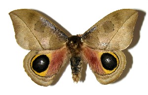  ( - 05-SRNP-1564)  @14 [ ] CreativeCommons - Attribution Non-Commercial Share-Alike (2013) Daniel H. Janzen Guanacaste Dry Forest Conservation Fund