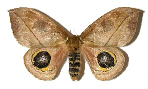  ( - 05-SRNP-1566)  @14 [ ] CreativeCommons - Attribution Non-Commercial Share-Alike (2013) Daniel H. Janzen Guanacaste Dry Forest Conservation Fund