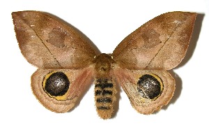  ( - 05-SRNP-1567)  @14 [ ] CreativeCommons - Attribution Non-Commercial Share-Alike (2013) Daniel H. Janzen Guanacaste Dry Forest Conservation Fund