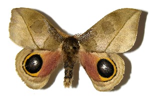  ( - 05-SRNP-1573)  @14 [ ] CreativeCommons - Attribution Non-Commercial Share-Alike (2013) Daniel H. Janzen Guanacaste Dry Forest Conservation Fund