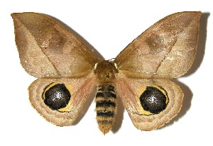  ( - 05-SRNP-1574)  @14 [ ] CreativeCommons - Attribution Non-Commercial Share-Alike (2013) Daniel H. Janzen Guanacaste Dry Forest Conservation Fund