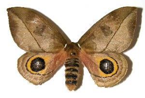  ( - 05-SRNP-1694)  @14 [ ] CreativeCommons - Attribution Non-Commercial Share-Alike (2013) Daniel H. Janzen Guanacaste Dry Forest Conservation Fund