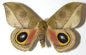  ( - 05-SRNP-6926)  @14 [ ] CreativeCommons - Attribution Non-Commercial Share-Alike (2006) Daniel H. Janzen Guanacaste Dry Forest Conservation Fund