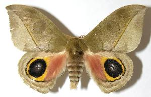  ( - 05-SRNP-6933)  @14 [ ] CreativeCommons - Attribution Non-Commercial Share-Alike (2006) Daniel H. Janzen Guanacaste Dry Forest Conservation Fund