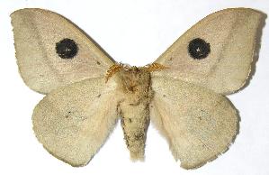  ( - 05-SRNP-6933)  @14 [ ] CreativeCommons - Attribution Non-Commercial Share-Alike (2006) Daniel H. Janzen Guanacaste Dry Forest Conservation Fund