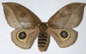  ( - 05-SRNP-7591)  @14 [ ] CreativeCommons - Attribution Non-Commercial Share-Alike (2006) Daniel H. Janzen Guanacaste Dry Forest Conservation Fund