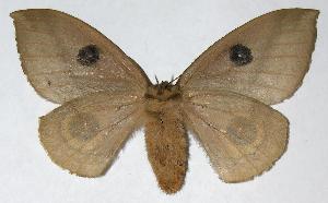  ( - 05-SRNP-7591)  @14 [ ] CreativeCommons - Attribution Non-Commercial Share-Alike (2006) Daniel H. Janzen Guanacaste Dry Forest Conservation Fund