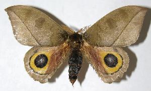  ( - 05-SRNP-7592)  @14 [ ] CreativeCommons - Attribution Non-Commercial Share-Alike (2006) Daniel H. Janzen Guanacaste Dry Forest Conservation Fund