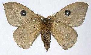  ( - 05-SRNP-7592)  @14 [ ] CreativeCommons - Attribution Non-Commercial Share-Alike (2006) Daniel H. Janzen Guanacaste Dry Forest Conservation Fund