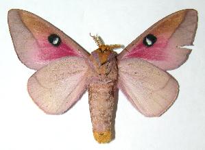  ( - 06-SRNP-5742)  @14 [ ] CreativeCommons - Attribution Non-Commercial Share-Alike (2006) Daniel H. Janzen Guanacaste Dry Forest Conservation Fund