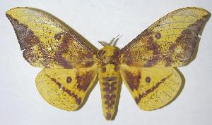  ( - 06-SRNP-5763)  @14 [ ] CreativeCommons - Attribution Non-Commercial Share-Alike (2006) Daniel H. Janzen Guanacaste Dry Forest Conservation Fund