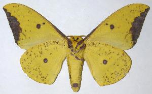  ( - 06-SRNP-5765)  @14 [ ] CreativeCommons - Attribution Non-Commercial Share-Alike (2006) Daniel H. Janzen Guanacaste Dry Forest Conservation Fund