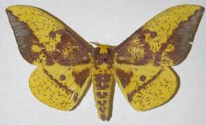  ( - 06-SRNP-5827)  @14 [ ] CreativeCommons - Attribution Non-Commercial Share-Alike (2006) Daniel H. Janzen Guanacaste Dry Forest Conservation Fund