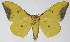  ( - 06-SRNP-5827)  @14 [ ] CreativeCommons - Attribution Non-Commercial Share-Alike (2006) Daniel H. Janzen Guanacaste Dry Forest Conservation Fund