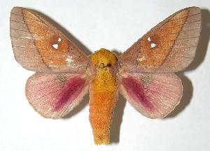  ( - 06-SRNP-5843)  @14 [ ] CreativeCommons - Attribution Non-Commercial Share-Alike (2006) Daniel H. Janzen Guanacaste Dry Forest Conservation Fund