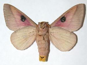  ( - 06-SRNP-5843)  @14 [ ] CreativeCommons - Attribution Non-Commercial Share-Alike (2006) Daniel H. Janzen Guanacaste Dry Forest Conservation Fund
