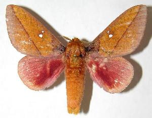  ( - 06-SRNP-5844)  @14 [ ] CreativeCommons - Attribution Non-Commercial Share-Alike (2006) Daniel H. Janzen Guanacaste Dry Forest Conservation Fund