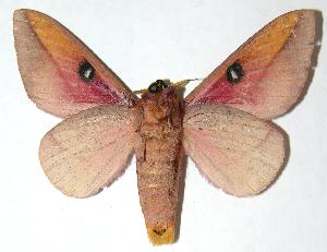  ( - 06-SRNP-5844)  @14 [ ] CreativeCommons - Attribution Non-Commercial Share-Alike (2006) Daniel H. Janzen Guanacaste Dry Forest Conservation Fund