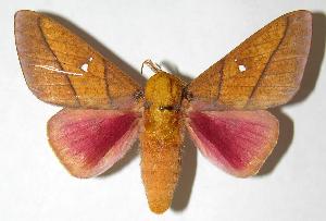  ( - 06-SRNP-5845)  @14 [ ] CreativeCommons - Attribution Non-Commercial Share-Alike (2006) Daniel H. Janzen Guanacaste Dry Forest Conservation Fund