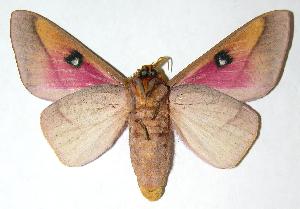  ( - 06-SRNP-5845)  @14 [ ] CreativeCommons - Attribution Non-Commercial Share-Alike (2006) Daniel H. Janzen Guanacaste Dry Forest Conservation Fund