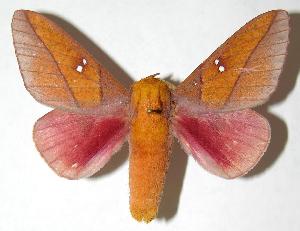  ( - 06-SRNP-5847)  @14 [ ] CreativeCommons - Attribution Non-Commercial Share-Alike (2006) Daniel H. Janzen Guanacaste Dry Forest Conservation Fund