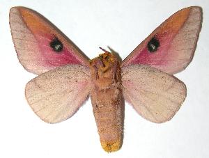  ( - 06-SRNP-5847)  @14 [ ] CreativeCommons - Attribution Non-Commercial Share-Alike (2006) Daniel H. Janzen Guanacaste Dry Forest Conservation Fund