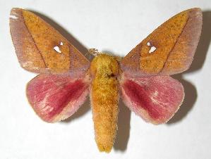  ( - 06-SRNP-5861)  @14 [ ] CreativeCommons - Attribution Non-Commercial Share-Alike (2006) Daniel H. Janzen Guanacaste Dry Forest Conservation Fund