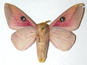  ( - 06-SRNP-5861)  @14 [ ] CreativeCommons - Attribution Non-Commercial Share-Alike (2006) Daniel H. Janzen Guanacaste Dry Forest Conservation Fund