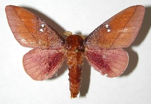  ( - 07-SRNP-40738)  @14 [ ] CreativeCommons - Attribution Non-Commercial Share-Alike (2008) Daniel H. Janzen Guanacaste Dry Forest Conservation Fund