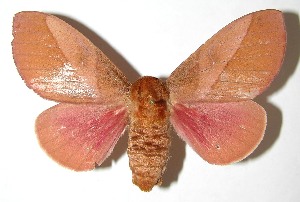  ( - 07-SRNP-40741)  @14 [ ] CreativeCommons - Attribution Non-Commercial Share-Alike (2008) Daniel H. Janzen Guanacaste Dry Forest Conservation Fund