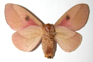  ( - 07-SRNP-40741)  @14 [ ] CreativeCommons - Attribution Non-Commercial Share-Alike (2008) Daniel H. Janzen Guanacaste Dry Forest Conservation Fund
