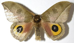  ( - 07-SRNP-4972)  @14 [ ] CreativeCommons - Attribution Non-Commercial Share-Alike (2008) Daniel H. Janzen Guanacaste Dry Forest Conservation Fund