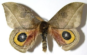  ( - 07-SRNP-4976)  @14 [ ] CreativeCommons - Attribution Non-Commercial Share-Alike (2008) Daniel H. Janzen Guanacaste Dry Forest Conservation Fund