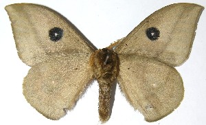  ( - 07-SRNP-4976)  @14 [ ] CreativeCommons - Attribution Non-Commercial Share-Alike (2008) Daniel H. Janzen Guanacaste Dry Forest Conservation Fund